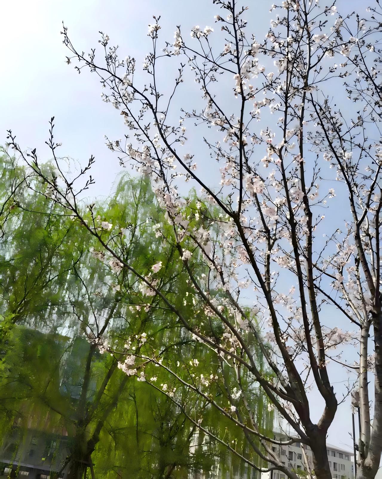 柳绿花白.jpg
